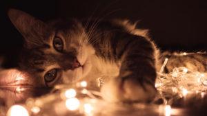 grey tabby cat lying on white led light string